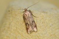 Borkhausenia
