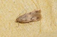 Borkhausenia