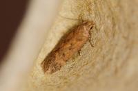Bryotropha