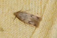 Borkhausenia