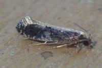 Monopis