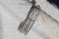 Blastobasis