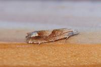 Eucosma conterminana