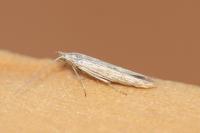 Coleophora