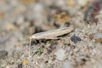 Coleophora