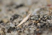 Coleophora