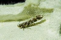 Aristotelia ericinella