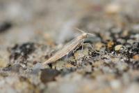 Coleophora