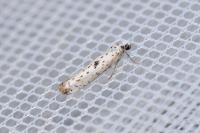 Yponomeuta plumbella