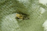 Clavigesta purdeyi