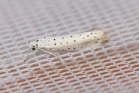 Yponomeuta rorrella