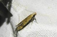 Pexicopia malvella