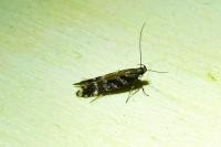 Aristotelia ericinella