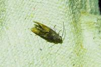 Clavigesta purdeyi