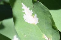 Parectopa robiniella