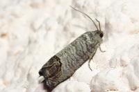Cydia pomonella