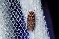 Hofmannophila pseudospretella