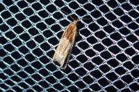 Eucosma gr. cana
