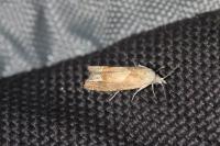 Eucosma conterminana