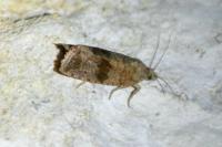 Celypha striana