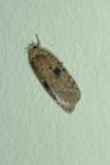 Agonopterix propinquella
