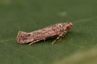 Parapodia sinaica