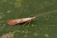 Coleophora salicorniae