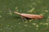 Coleophora salicorniae