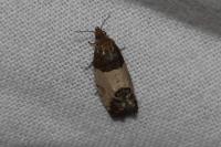 Spilonota ocellana
