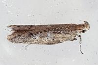 Scrobipalpa