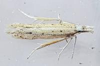 Megacraspedus