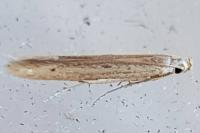 Batrachedra parvulipunctella