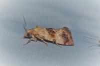 Neocochylis millierana
