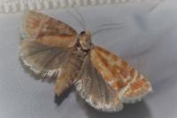 Rhyacionia buoliana