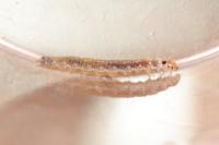 Clepsis rurinana