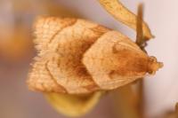 Clepsis rurinana