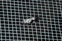 Ethmia quadrillella