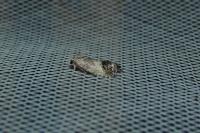 Cydia splendana