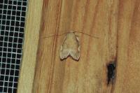 Carcina quercana