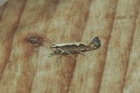 Plutella xylostella