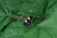 Lampronia luzella