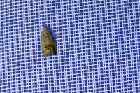 Cydia splendana