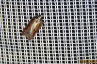 Acleris cristana