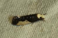 Monopis monachella