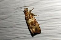 Celypha cespitana
