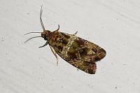 Celypha cespitana