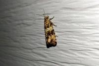 Celypha cespitana