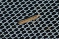 Batrachedra parvulipunctella