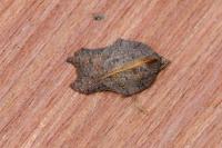Acleris emargana/effractana