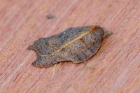 Acleris emargana/effractana